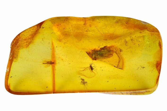 Fossil Flies (Chironomidae) and Beetle (Coleoptera) in Baltic Amber #166243
